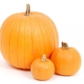 Pumpkins / Gourds