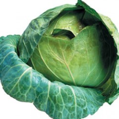 Cabbage