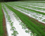 Vegetable Pest and Cultural Management Field Meeting - Seneca County