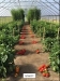 Research Results with High Tunnel Veg Crops Webinar