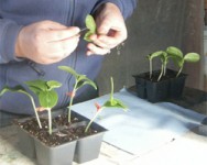 Vegetable Pest and Cultural Management Field Meeting - Orleans County