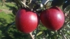 Fruit Category Pesticide Exam and Orchard IPM Basics