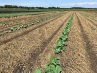 Reduced Tillage on Muck Soils: Results and Farmer Discussion from 2018 Trials