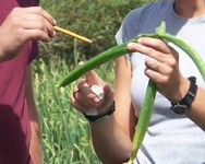 Pest and Disease Management and Rotation Planning - Wednesday Walk & Talk Grower Group