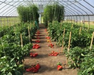 Research Results with High Tunnel Vegetable Crops Webinar