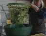 Produce Safety School -- Sanitary Design and Practice Considerations for Your Farm