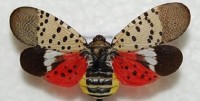 Spotted Lanternfly Webinars