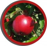 An Intro to Tree Fruit IPM