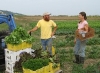Growing Greens and Storing Crops for the Winter Market - Wednesday Walk & Talk