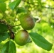 Cornell Hard Cider Program Work Team Catskill Cider Tour