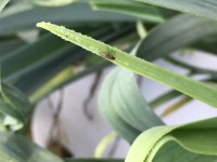 Allium Leafminer IPM Twilight Meeting