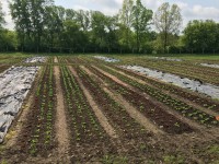 Tarping for Reduced Tillage Workshop