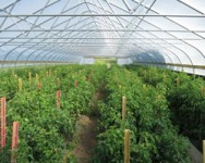 High Tunnel School: Getting the Most from Your High Tunnel - Basics and Warm Season Crops
