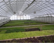 High Tunnel School: Winter Greens and Tour