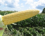 2013 Processing Sweet Corn Advisory Meeting
