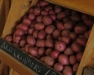 Upstate NY Potato Advisory Meeting