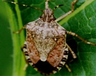 Winter Wednesday Lunch Webinar: Spotted Winged Drosophila and Brown Marmorated Stink Bug