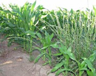 Winter Wednesday Lunch Webinar: Weed Control in Sweet Corn, Pumpkins, and Winter Squash