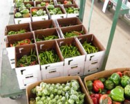 Finger Lakes Produce Auction Meeting