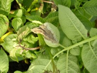 Forecasting Tomato/Potato Late Blight Risk for YOUR Farm