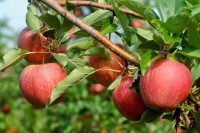 An In-Depth School for Fruit Growers "The Application of Physiological Principles to Fruit Crops"