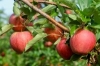 An In-Depth School for Fruit Growers "The Application of Physiological Principles to Fruit Crops"