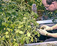 Potato Short Course - Disease Management and Variety Development