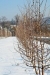 February 20 - Winter Pruning Tour in Wayne County