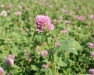 Building Fertility Through Cover Crops - Cancelled