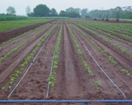 Trickle Irrigation/Fertigation Workshop - Cancelled