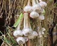 2014 Garlic School: Great Garlic from Harvest to Sale