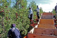 Pruning Demo with Motorized Platforms at Wafler Farms