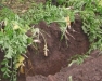 Soils 101 for Improved Crop Fertility Management - Walk & Talk