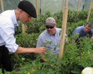 Vegetable Pest and Cultural Management Field Meeting - Allegany County