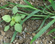 Disease and Weed Management Workshop for Southern Tier Vegetable Growers