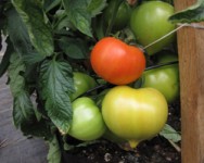 Winter Wednesday Lunch Webinar: Tomato Nutrition in High Tunnels