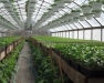 High Tunnel and Greenhouse Grower Update Workshop