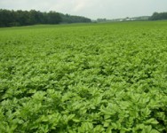 Fresh Market Potato Varieties, and Insect and Disease Management