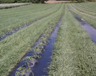 Pest Management in Fresh Market Vegetables (Yates Co)