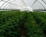 Pest Management in Fresh Market Vegetables (Seneca Co)