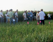 Annual Elba Muck Onion Twilight Meeting