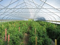High Times with High Tunnels: Greenhouse/High Tunnel Tomato Workshop