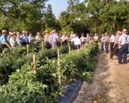 Vegetable Pest and Cultural Management Field Meeting - Yates County