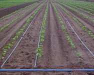 Irrigation Water Regulations, Traceability, and Recall: Info for Produce Farmers Concerning FSMA