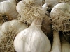 Garlic School