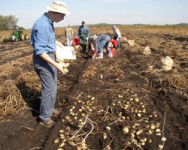 Upstate NY Potato Advisory Meeting and Cornell Potato Breeding Line Show & Tell