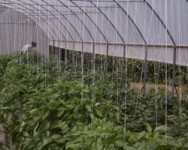 Greenhouse Vegetable Shortcourse, and Tour of Finger Lakes Fresh Lettuce