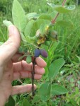 Haskap Berry Project & General Berry Site Selection Workshop