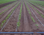 Drip Irrigation: Systems, Techniques, and Tips for Small Farms