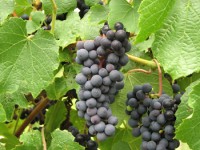 Grape Growers' Potluck